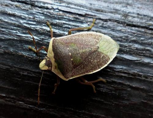 Réf. 248 753 : Nezara viridula